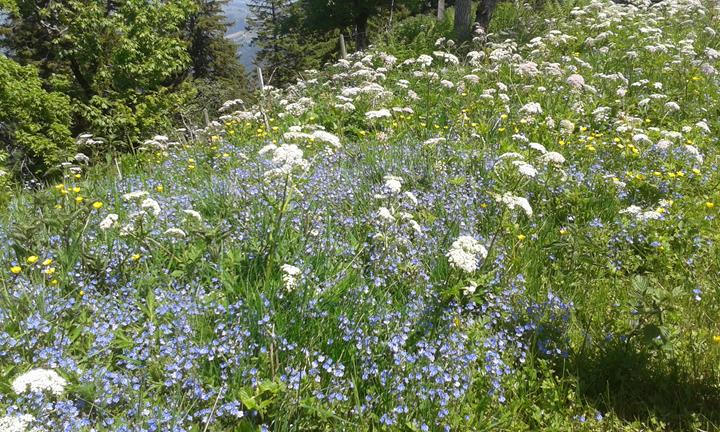 Blumenwiese